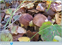 0_f6112_8a5275eb_orig.png