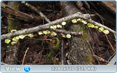 0_f59f5_ea119062_orig.png