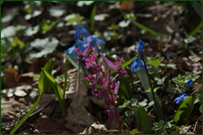 0_e1345_499e875d_orig.png