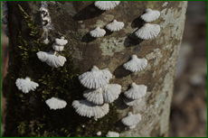 0_e137f_cb2d6114_orig.png