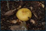 0_d2380_d10b442e_orig.jpg