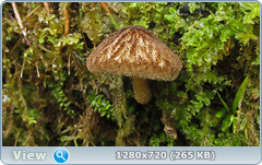 0_ead80_332e5654_orig.png