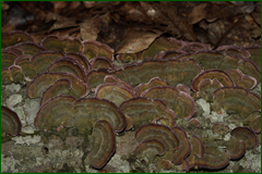 0_e3efa_7dc50370_orig.png