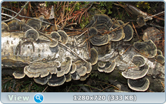 0_1027d9_19ee9ae0_orig.png