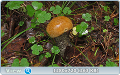 0_11055e_4b58761a_orig.png