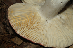 0_e6b44_6dd4382_orig.png