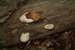 0_e6b48_b26a8c98_orig.png