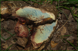 0_e6b54_c9ee2823_orig.png