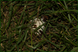 0_e441b_2e18ace_orig.png