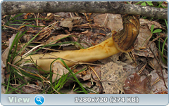 0_105fbc_75e51889_orig.png