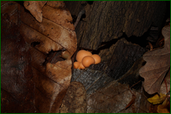 0_e3fcc_9d3d878a_orig.png