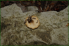0_e4445_e288e2c4_orig.png