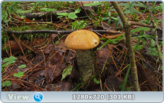 0_10dd35_3373763e_orig.png