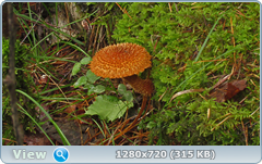 0_10ddb8_2155a071_orig.png