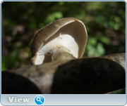 0_130d74_c7cd5d43_orig.png
