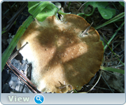 0_130d8a_6780d89a_orig.png
