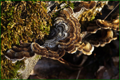 0_103908_3e1d3719_orig.png