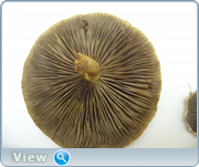 0_130972_802eabf6_orig.png