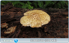 0_e6cfd_cc0b0566_orig.png