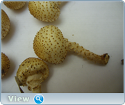 0_13057d_ba9be1f3_orig.png