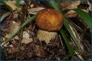 0_d2ae0_832208e7_orig.jpg