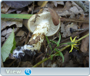 0_130da2_cad1f803_orig.png
