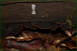 0_d9441_6a72a89a_orig.png