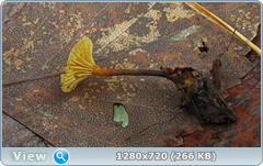 0_f2806_605db529_orig.png