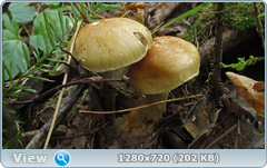 0_ef351_970369a9_orig.png