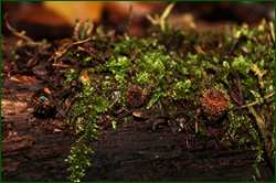 0_d9439_71226268_orig.png