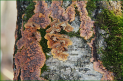 0_116230_fb540944_orig.png