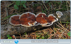 0_e92cf_7319c8e3_orig.png