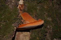 0_d8846_bc0acd23_orig.png