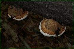 0_d9631_99476606_orig.png