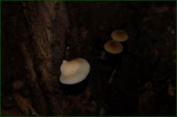 0_d972d_4ff7f58a_orig.png