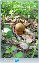 0_102bdc_a555b4e9_orig.png