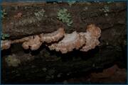 0_d2434_c0343784_orig.jpg
