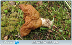 0_fb692_51fbed58_orig.png