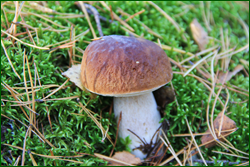 0_10d161_bf41c7fa_orig.png
