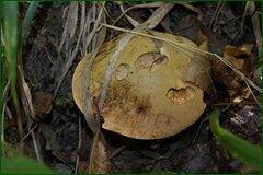0_c274d_2fec8e40_orig.jpg