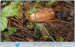 0_eace0_49507aaa_orig.png