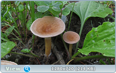 0_e94a0_dea41f50_orig.png