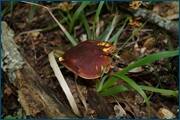 0_d2aa4_20756801_orig.jpg