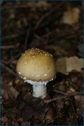 0_cf4ce_73010b49_orig.jpg