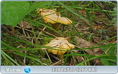 0_e9acf_831a0f96_orig.png