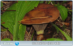 0_eace2_12188b98_orig.png