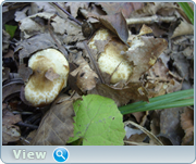 0_130d94_9ad52e29_orig.png
