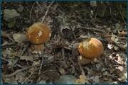 0_d25b7_3b60fb56_orig.jpg