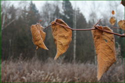 0_110788_f260aebc_orig.png