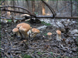 0_117aaf_cc4605b3_orig.png